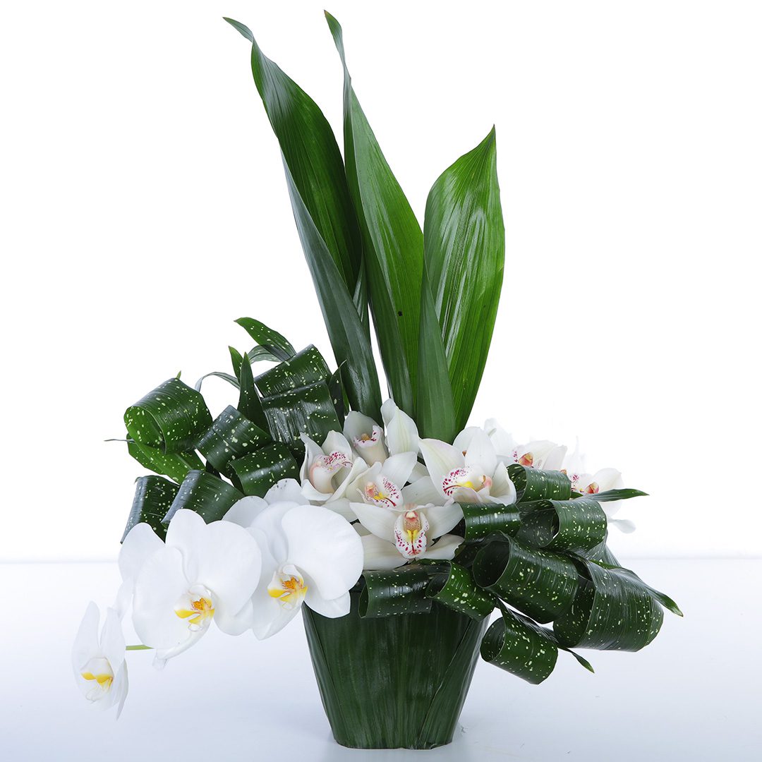 Orchid delivery clearance